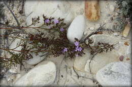 Imagem de Limonium scabrum var. scabrum