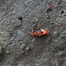 Image of Rose Fiddler Crab