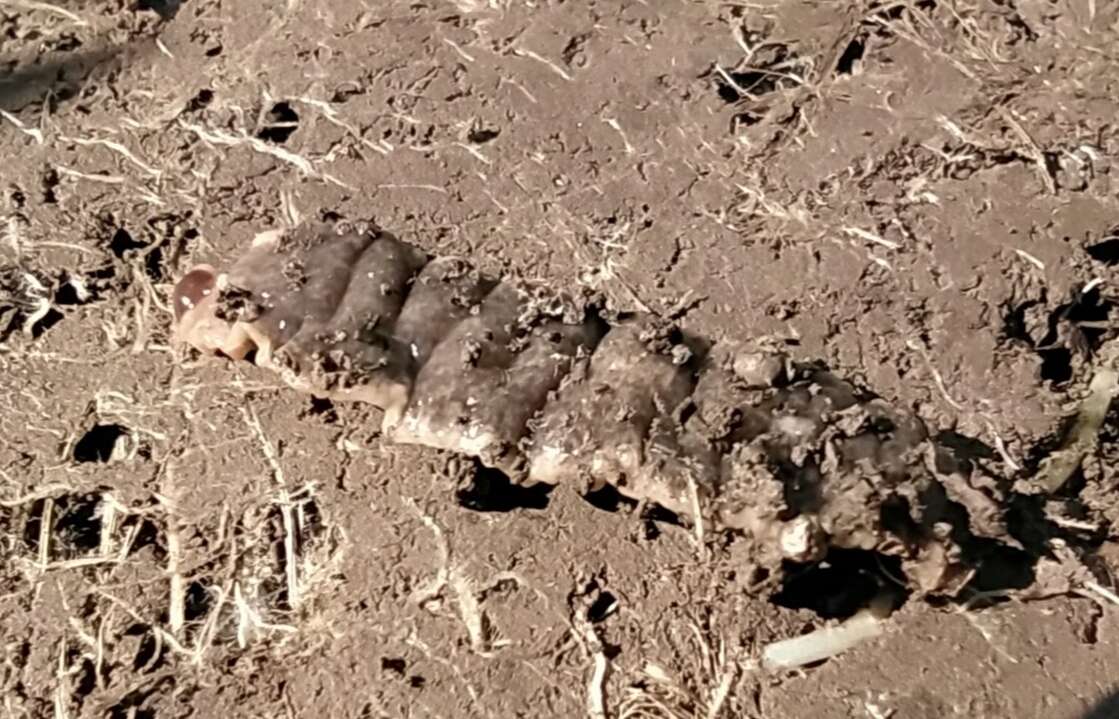 Image of New Zealand flatworm