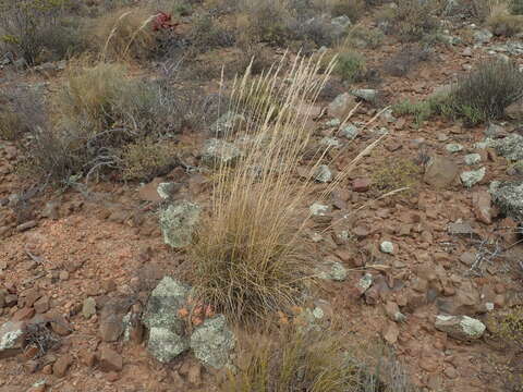 Image of Tenaxia stricta (Schrad.) N. P. Barker & H. P. Linder