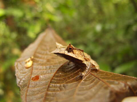 Imagem de Hemiphractus scutatus (Spix 1824)