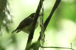 Image of White-throated Spadebill