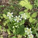 Image of Parnassia wightiana Wall.