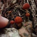 Imagem de Marasmius croceus G. Stev. 1964