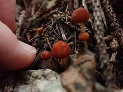 Image de Marasmius croceus G. Stev. 1964