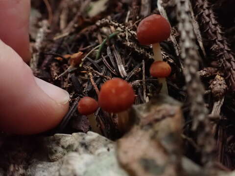 Слика од Marasmius croceus G. Stev. 1964