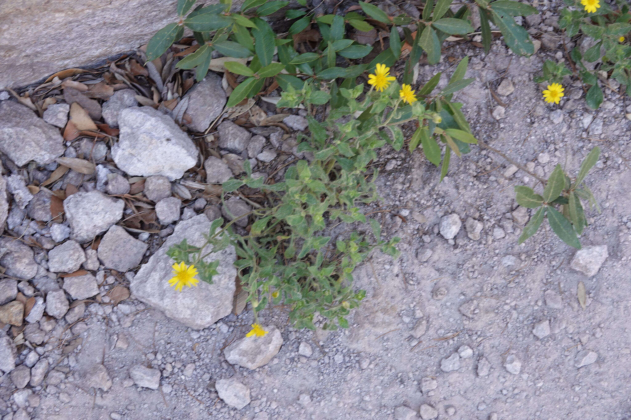 Image of cliff false goldenaster