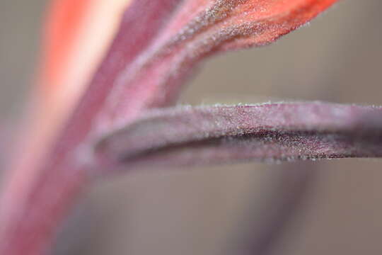 Image of longleaf Indian paintbrush