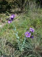 صورة Eustoma exaltatum subsp. russellianum (Hook.) Kartesz