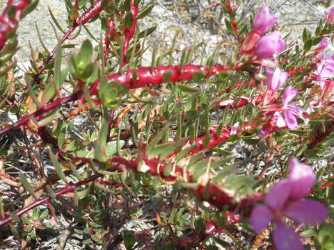 Image of Gongylocarpus fruticulosus Brandeg.