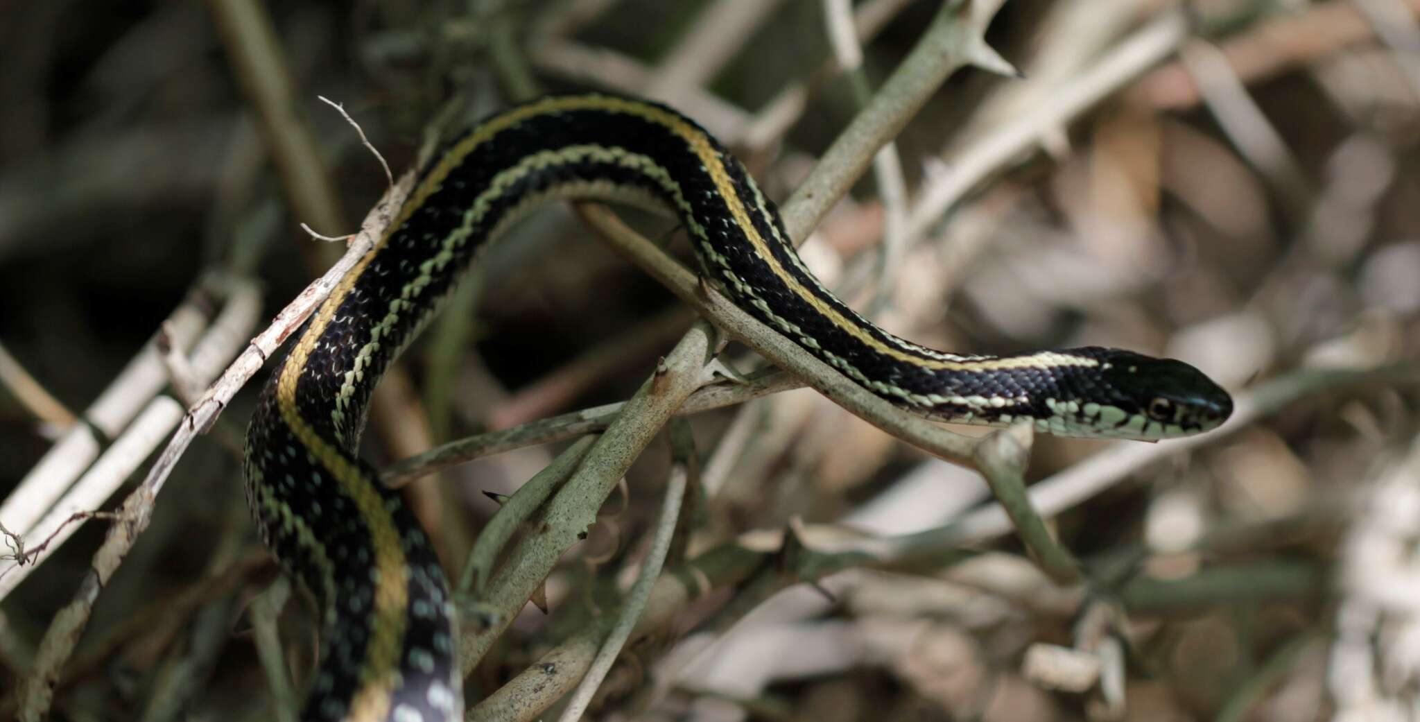 Image of Thamnophis sirtalis annectens Brown 1950