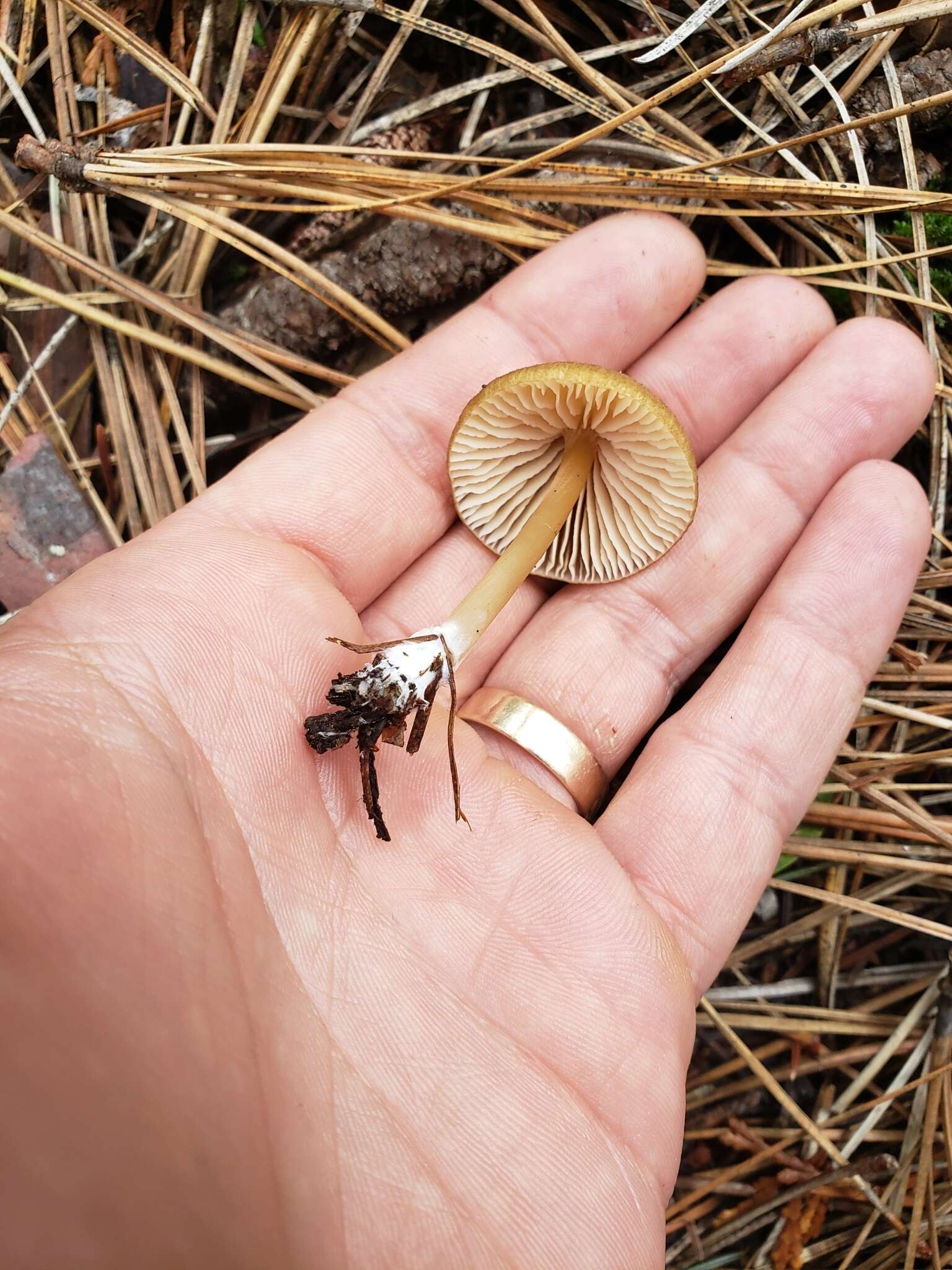 Image of Entoloma formosum (Fr.) Noordel. 1985