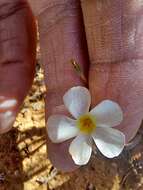 Sivun Oxalis clavifolia Sond. kuva