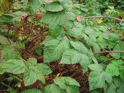 Sivun Rubus loganobaccus L. H. Bailey kuva