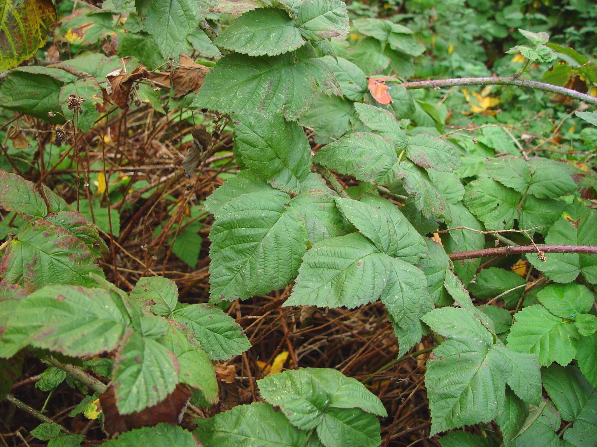 Слика од Rubus loganobaccus L. H. Bailey