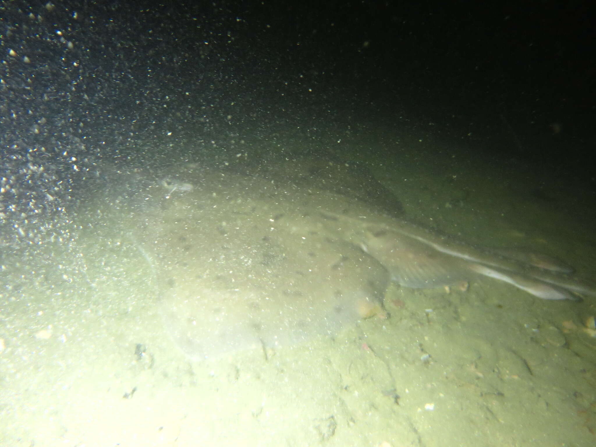 Image of New Zealand rough skate