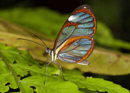 Imagem de Ithomia diasia hippocrenis Bates 1866