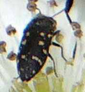 صورة Acmaeodera tubulus (Fabricius 1801)