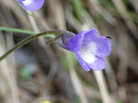 Sivun Pinguicula leptoceras Rchb. kuva