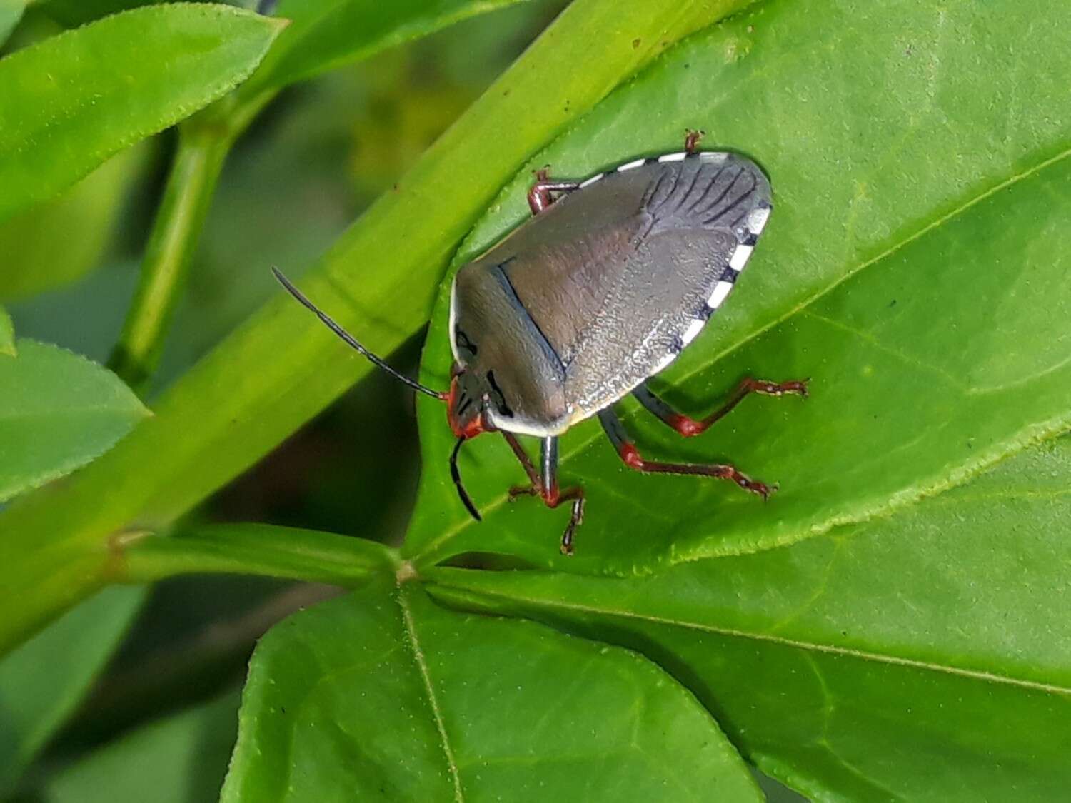 Image of <i>Chinavia erythrocnemis</i>