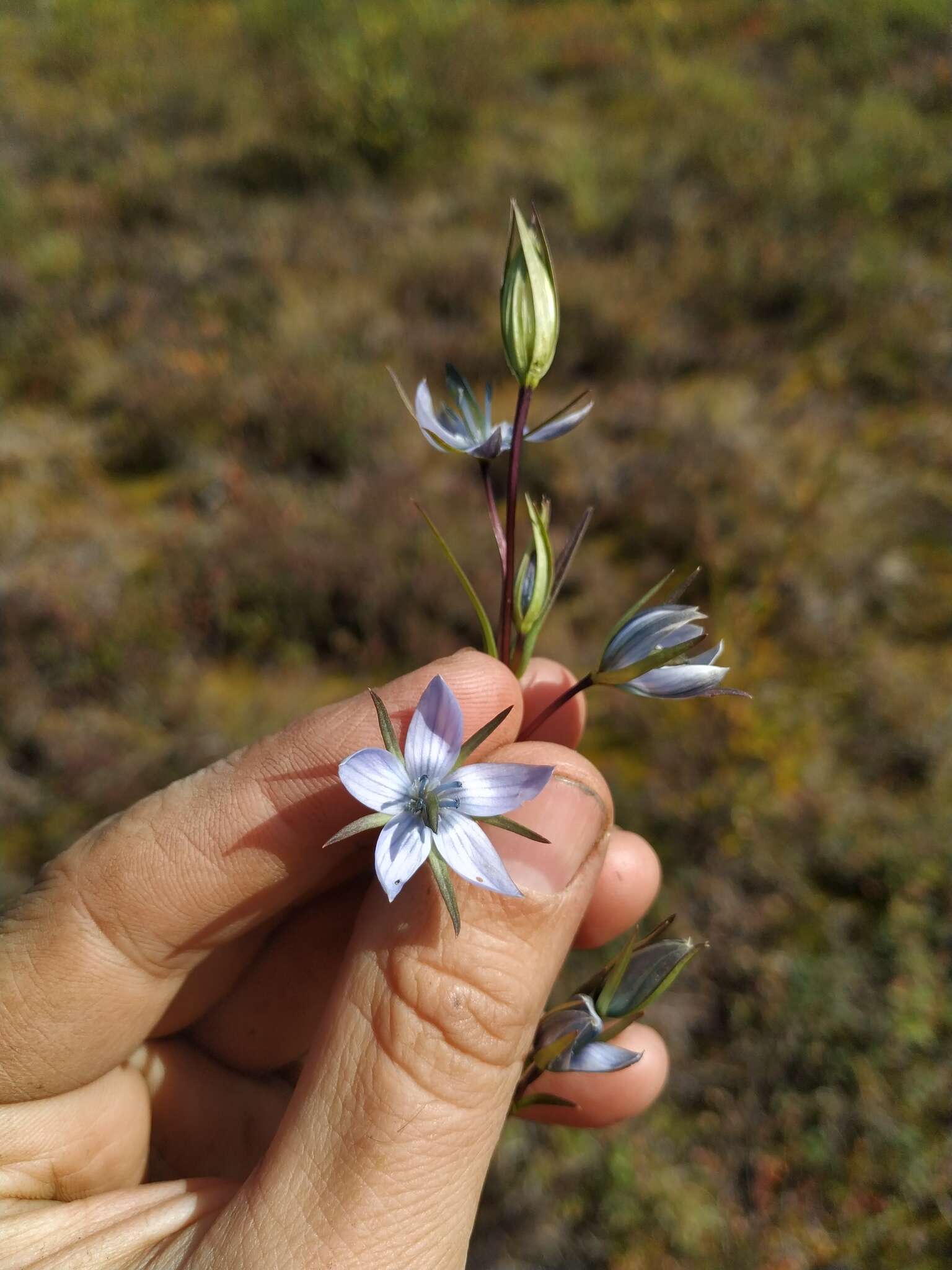 Image of Lomatogonium rotatum (L.) Fr. ex Fernald