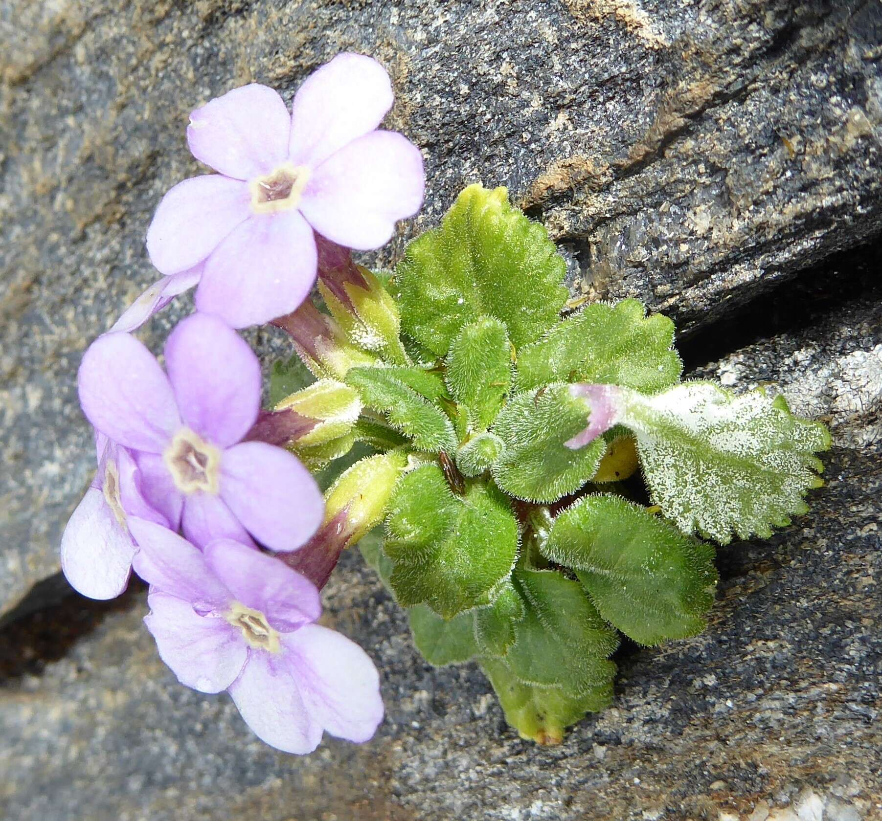 Primula caveana W. W. Sm. resmi