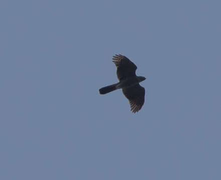 Image of Henst's Goshawk