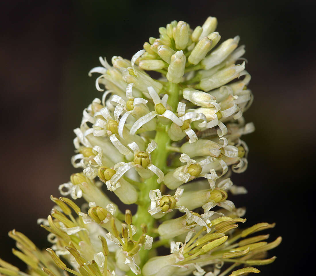 Image of cutleaf thelypody