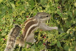 Image of Funambulus subgen. Prasadsciurus Moore & Tate 1965