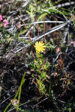 Image de Ursinia dentata (L.) Poir.