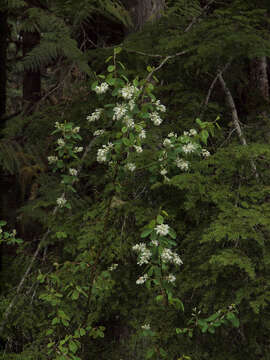 Image of Saskatoon serviceberry