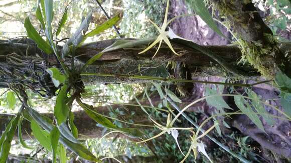 Image of Aeranthes schlechteri Bosser