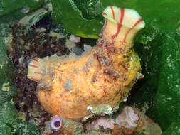 Image of grooved sea squirt