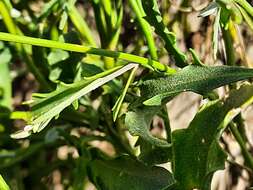 Image of Matthiola daghestanica (Conti) N. Busch