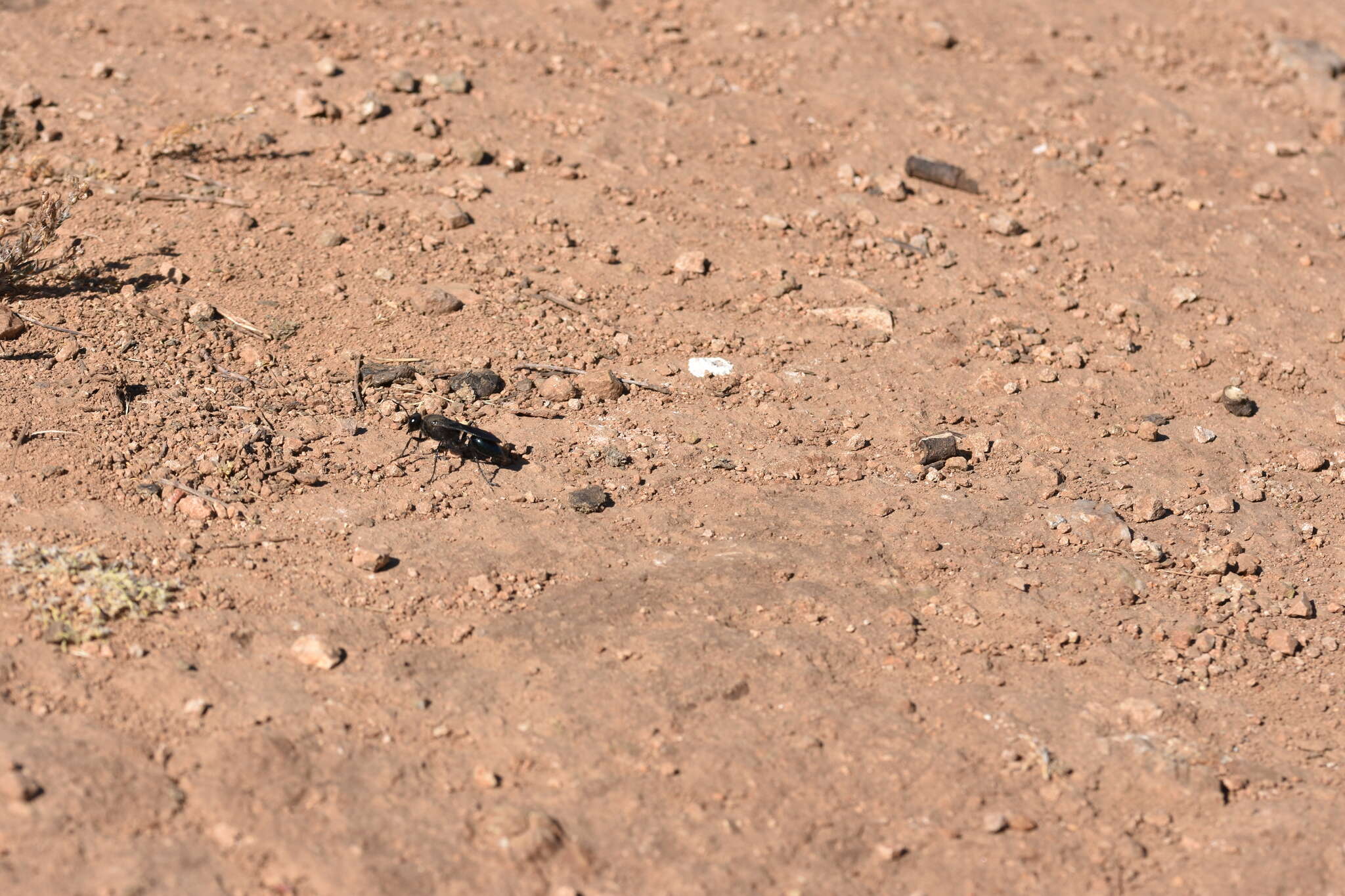 Stangeella cyaniventris (Guérin-Méneville 1831) resmi