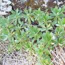 Image of Celmisia bonplandii (J. Buch.) Allan