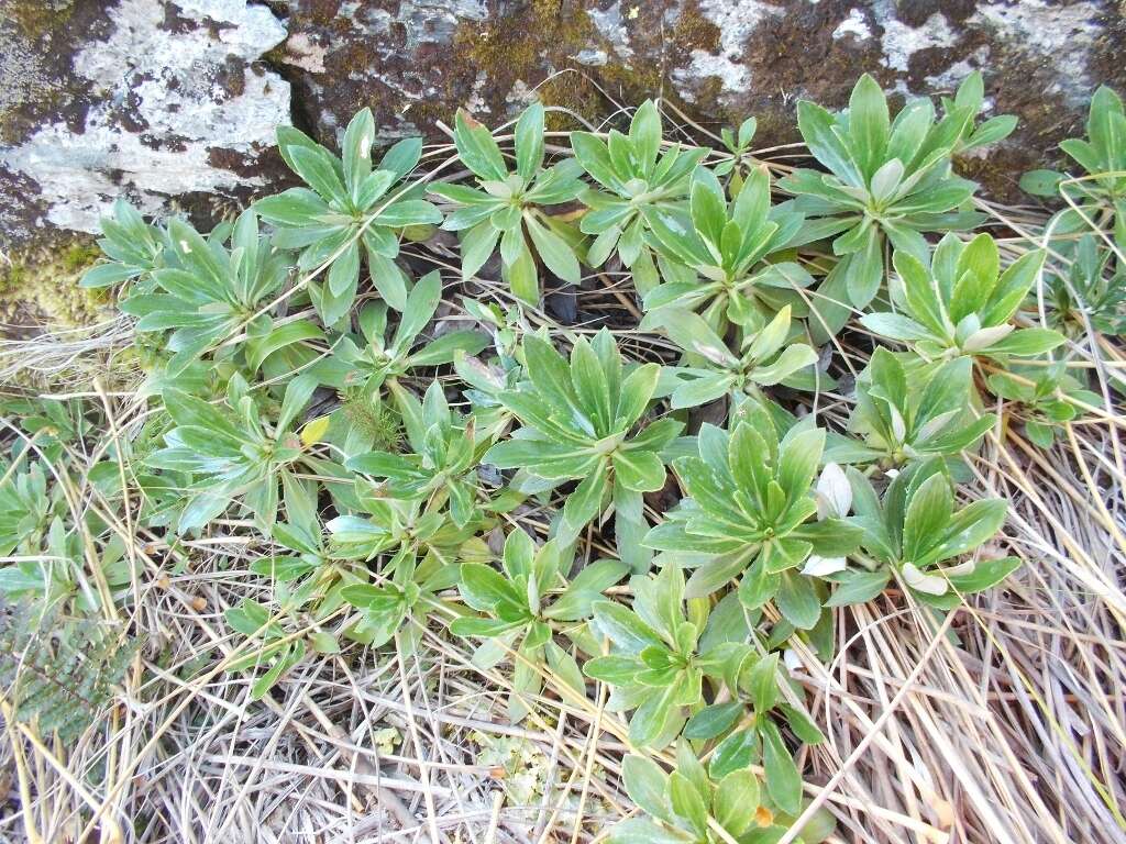 Image of Celmisia bonplandii (J. Buch.) Allan