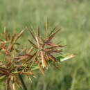 Image of Cyperus intactus Vahl