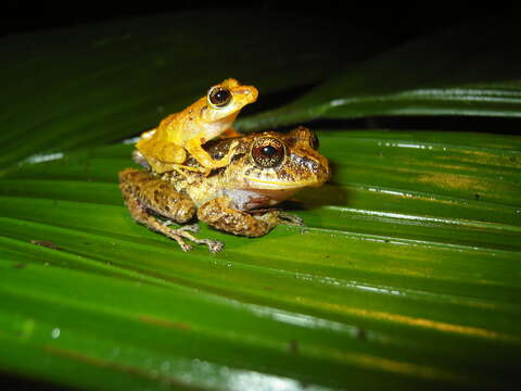 Image of Pristimantis latidiscus (Boulenger 1898)