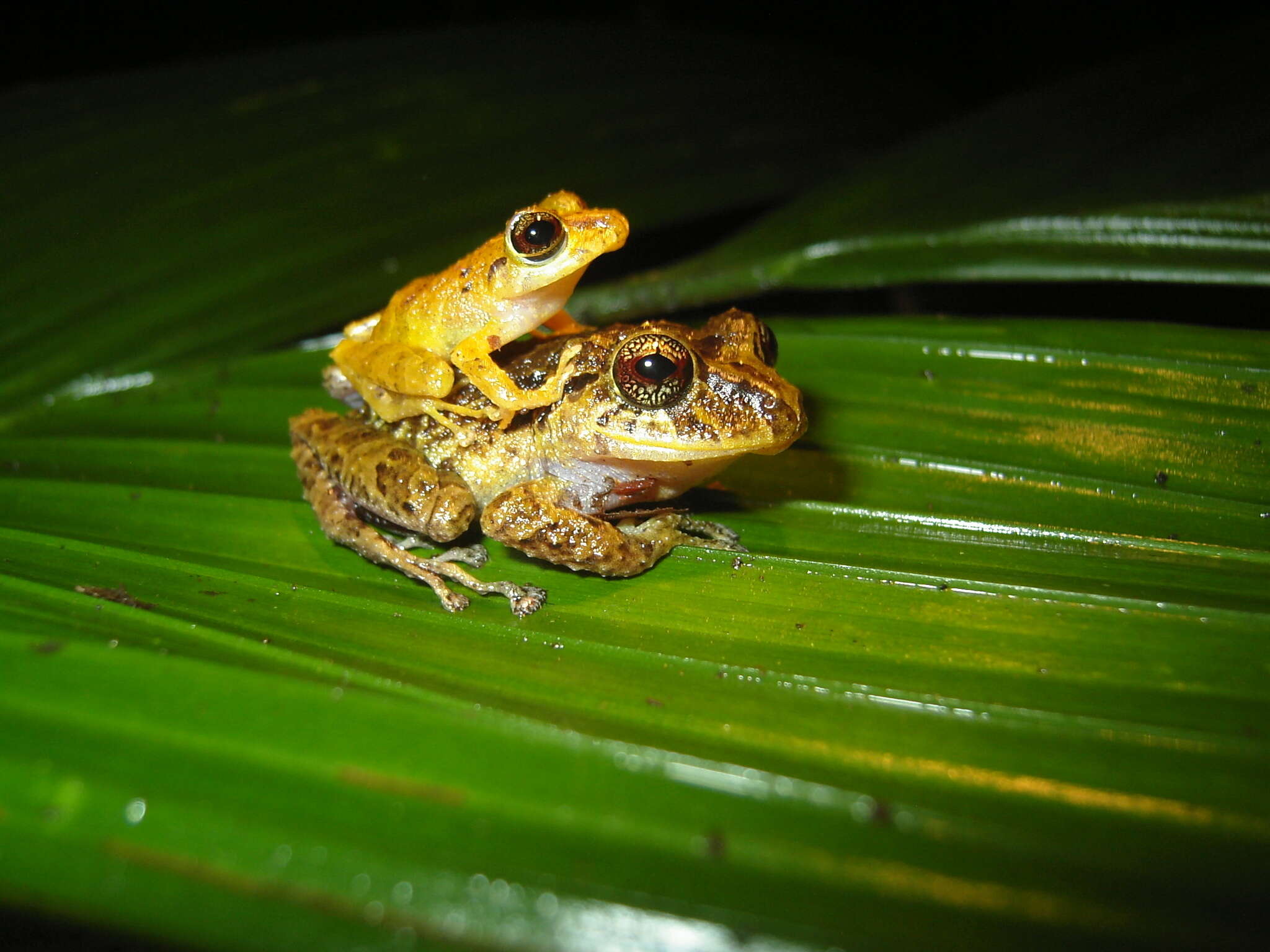 Image de Pristimantis latidiscus (Boulenger 1898)