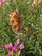 Plancia ëd Hedysarum boveanum subsp. europaeum Guitt. & Kerguelen