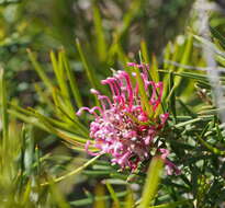 Image of Grevillea confertifolia F. Müll.