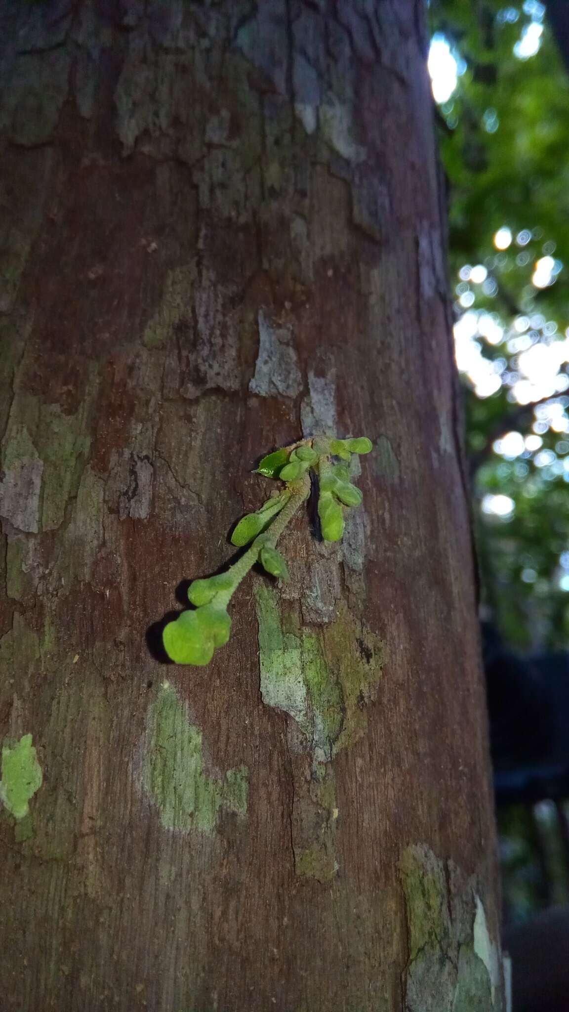 Image of Schizolaena cauliflora Thouars