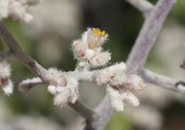 Image of Texas shrub