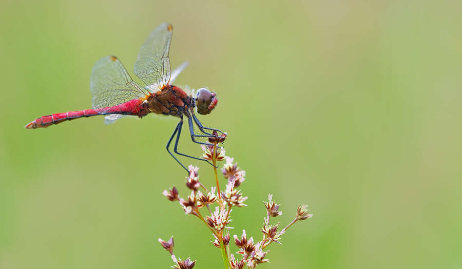 Image of Ruddy Darter