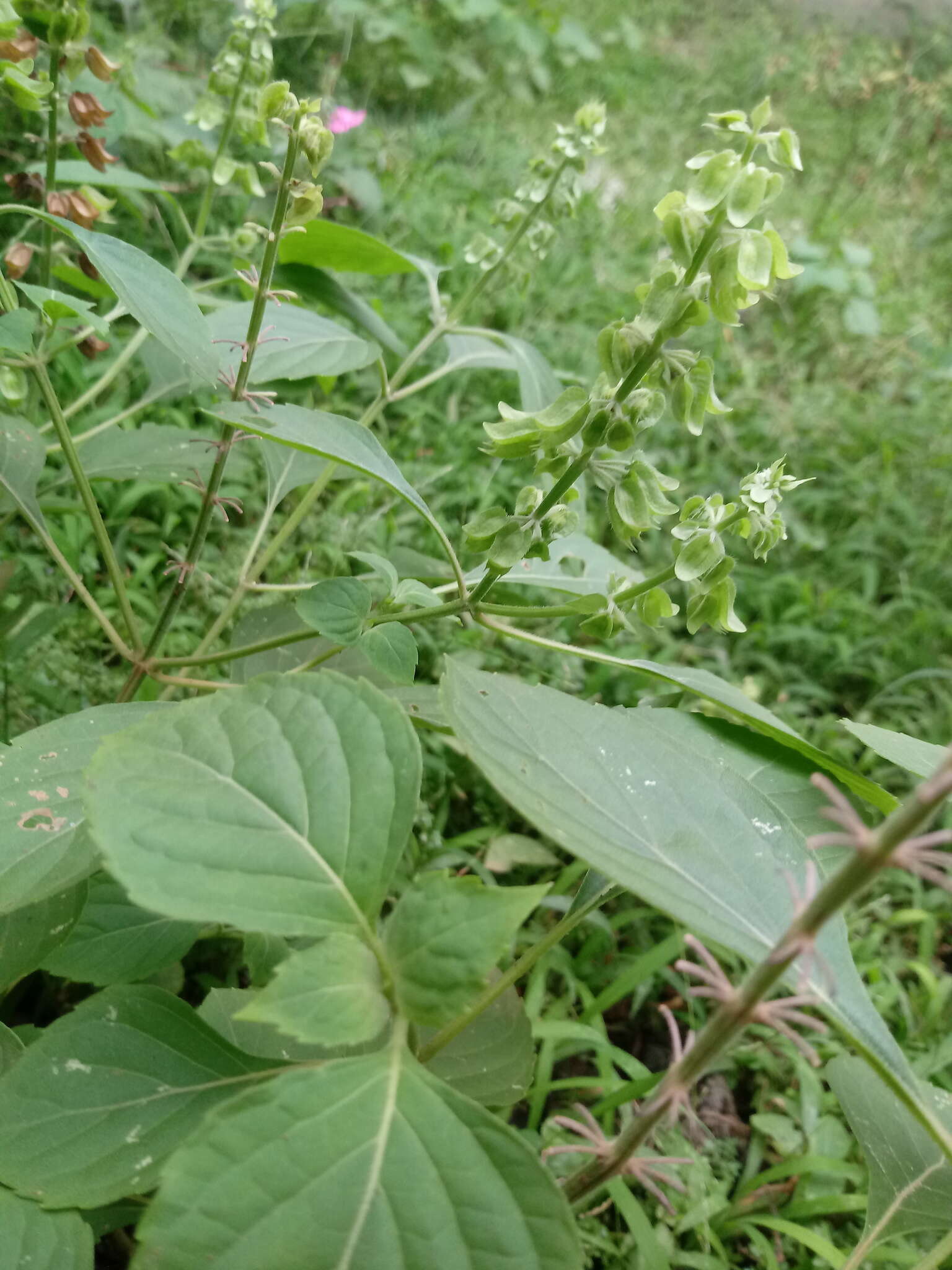 Слика од Ocimum campechianum Mill.