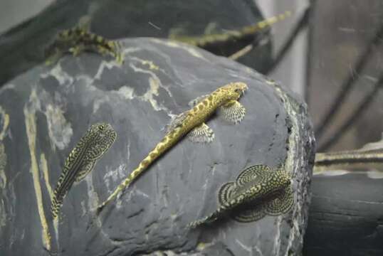 Image of Lepturichthys