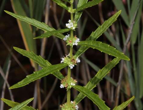 Image of Australian gypsywort