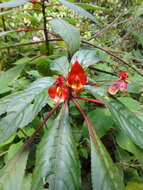 Impatiens bicaudata H. Perrier resmi