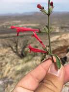 Salvia henryi A. Gray resmi